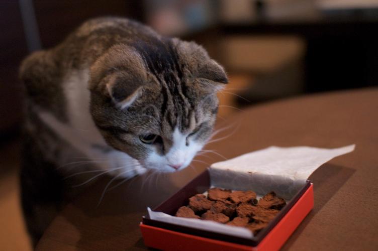 猫咪吃巧克力,猫咪吃巧克力会怎么样,猫吃了巧克力，有什么危害？