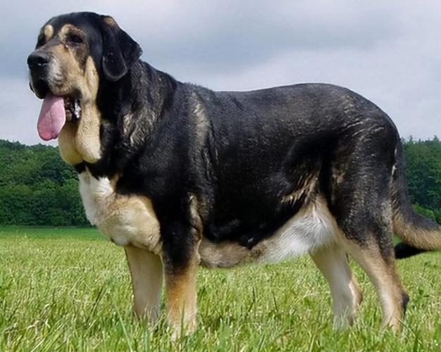 养什么大型犬好,农村养什么大型犬好,十大适合家庭养的大型犬排名？