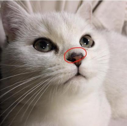 猫咪鼻子不通气,猫咪鼻子不通气像鼻塞怎么样能治好,猫鼻子堵塞怎么办？