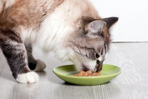 猫咪没胃口,猫咪没胃口不吃饭怎么办,猫没有食欲不想吃饭怎么办？