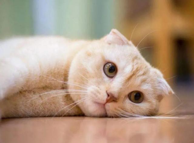 猫咪会抑郁吗,猫咪会抑郁吗有什么表现,猫抑郁了的外在表现？