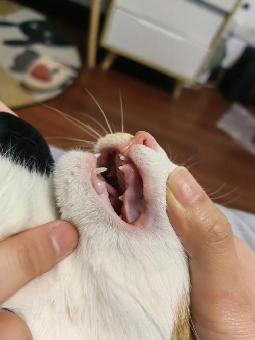 猫咪牙龈出血,猫咪牙龈出血怎么回事,猫长牙齿有什么表现？