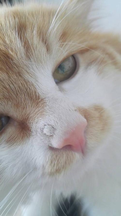 猫咪鼻子干燥,猫咪鼻子干燥是什么原因,猫咪鼻子发干怎么回事？