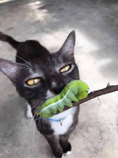 猫咪吃虫子,猫咪吃虫子正常吗,猫能吃什么虫子吗？