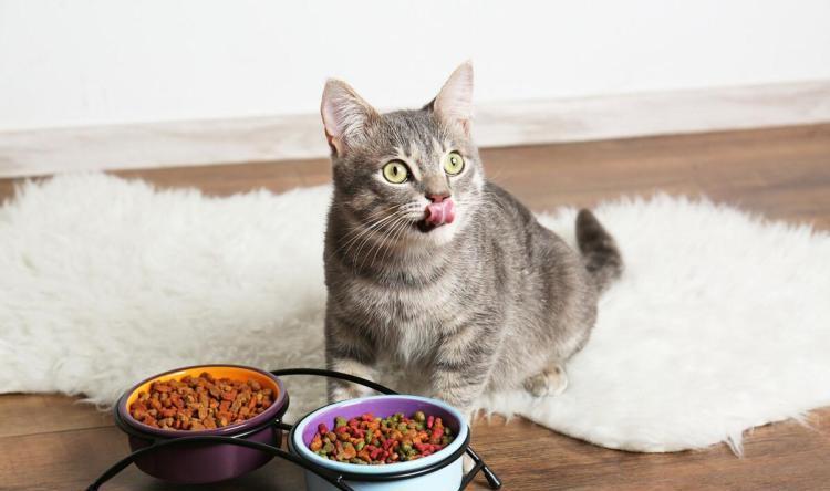 猫咪胃口不好,猫咪胃口不好怎么办,猫咪饭量减少是什么原因？