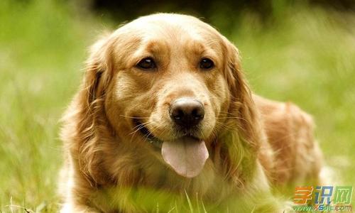 什么狗最温顺,什么狗最温顺不咬人又可爱,十大温顺动物排行榜？