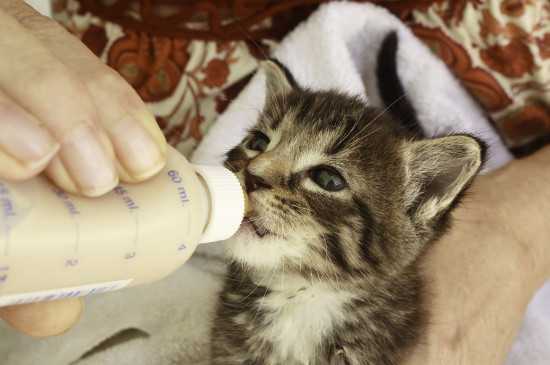 刚出生小猫吃什么,刚出生小猫吃什么食物除了猫奶,刚出生的小猫可以喝啥？