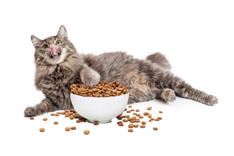 猫可以吃什么食物,宠物猫可以吃什么食物,猫吃什么食物？
