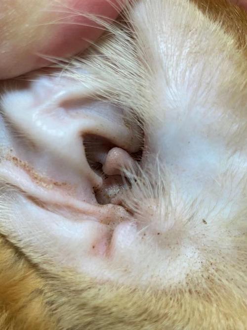 猫咪耳朵发炎,猫咪耳朵发炎用什么药,猫的耳朵上发炎了，还化脓，很臭，怎么办？
