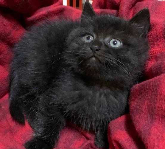 黑色的猫是什么品种,全身黑色的猫是什么品种,四肢黑的猫叫什么来着？