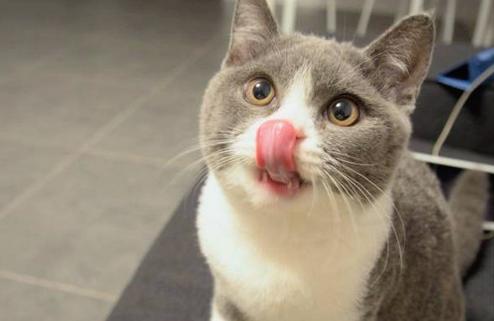 猫咪咽口水,猫咪咽口水是什么意思,猫咪吞咽口水代表什么？