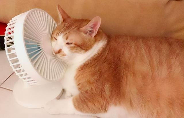 猫咪怕热吗,猫咪怕热吗多少度就会受不了,猫咪抗热吗？