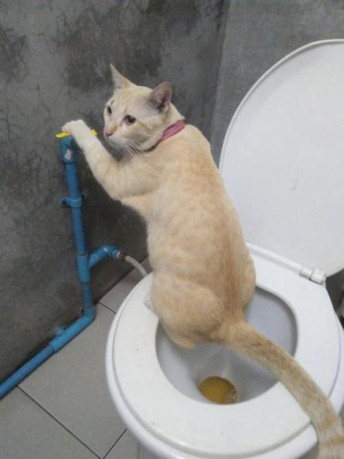 猫咪乱撒尿,猫咪乱撒尿是什么原因,猫乱尿是什么原因造成的？