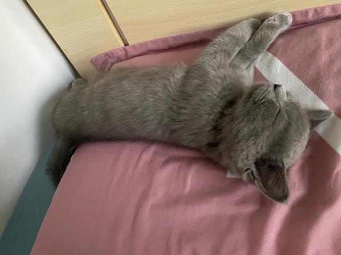 猫咪天天睡觉,猫咪天天睡觉正常吗,六个月蓝猫老睡觉正常吗？