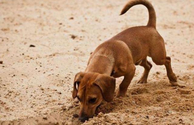 狗为什么刨地,狗为什么刨地板,狗狗刨地是想表达什么？