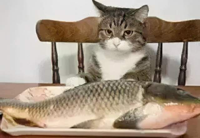 为什么猫不吃鱼,为什么猫不吃鱼干,猫咪不爱吃鱼怎么办？