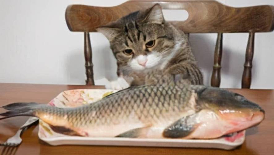 为什么猫怕水,为什么猫怕水却爱吃鱼,为什么猫怕水？