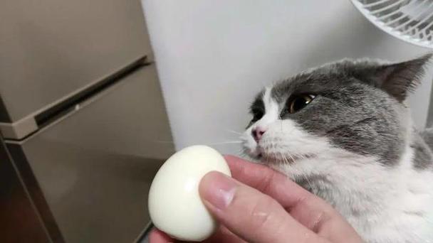 猫咪能吃蛋黄吗,,猫不能吃蛋黄吗？