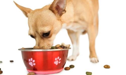 狗狗能吃什么食物,幼年狗狗能吃什么食物,狗狗吃热的还是凉的食物？