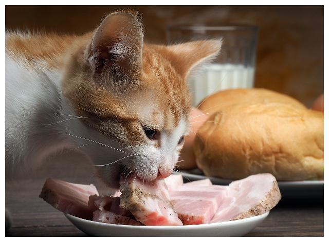 猫咪一天喂几次,猫咪一天喂几次比较好,猫咪一天不吃会怎样？