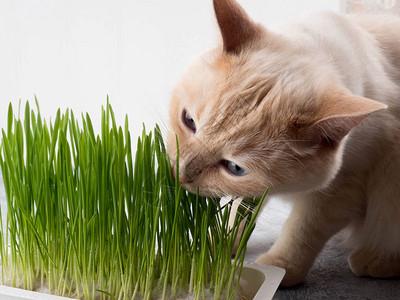 猫喜欢什么草,猫喜欢什么草的味道,猫最害怕什么草？