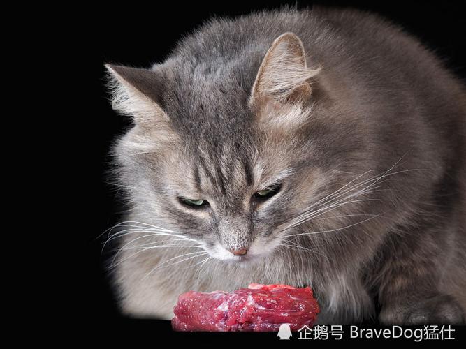 猫咪可以吃肉吗,一个月猫咪可以吃肉吗,猫只吃肉会营养不良吗？