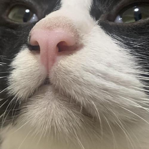 猫咪鼻头干,猫咪鼻头干燥正常吗,猫鼻头干怎么办？