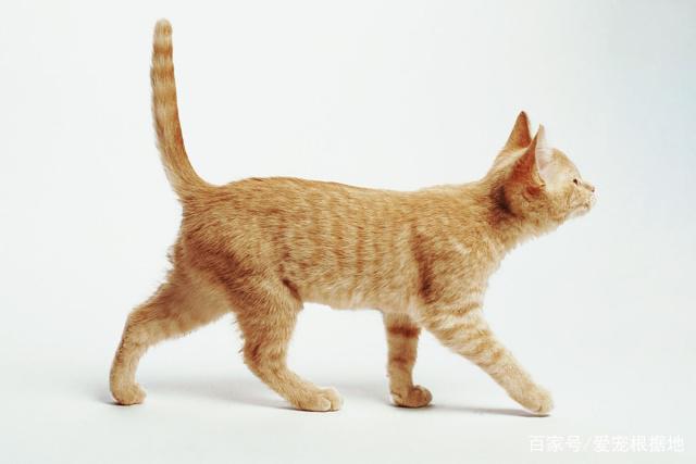 猫的尾巴像什么,猫的尾巴像什么造句,小猫的尾巴像什么答案？