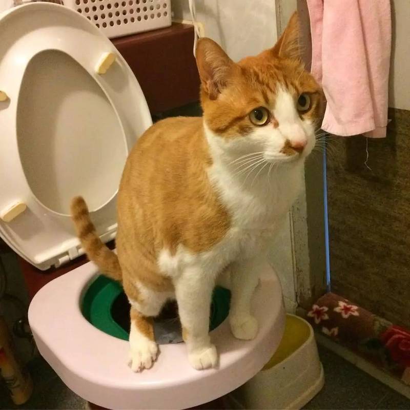 猫咪上厕所频繁,,猫咪上厕所时间特别长怎么解决？