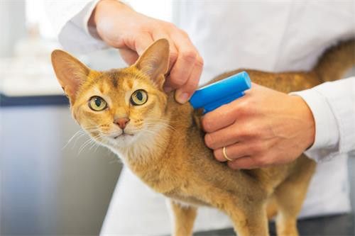 给猫打什么疫苗,给猫打什么疫苗被猫咬了之后不会得狂犬病,猫咪打疫苗三联好还是四联？