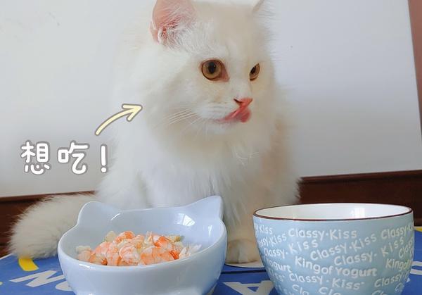 猫咪能吃虾吗,猫咪能吃虾吗熟的,猫吃虾的好处和坏处？