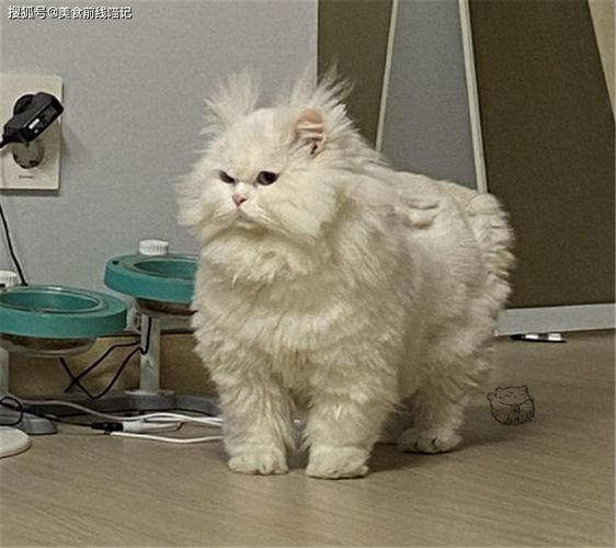 猫咪炸毛图片,猫咪炸毛图片 表情包,猫的毛炸毛怎么办？
