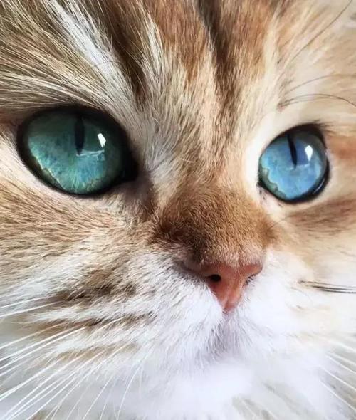 猫咪眼睛的颜色,猫咪眼睛的颜色取决于什么,猫咪眼睛颜色稀有程度排名？