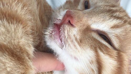 猫为什么发烧,猫为什么发烧后嘴巴一直会有口水,猫特别烫正常吗？