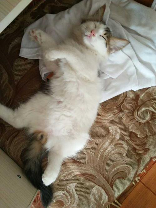 猫咪躺着睡,猫咪躺着睡觉肚皮朝上好不好,猫咪在家睡一天正常吗？