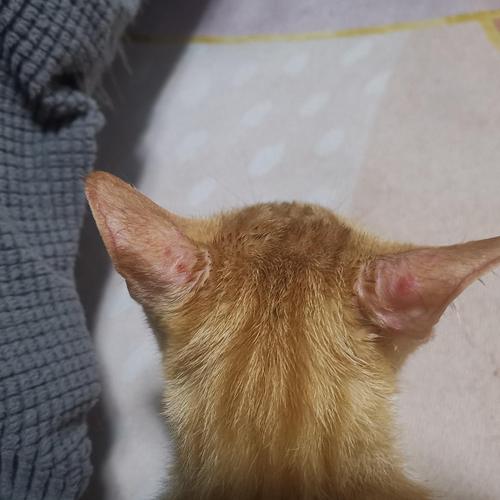 猫咪耳朵发热,猫咪耳朵发热正常吗,猫的耳朵像被火烧了一样是怎么回事？