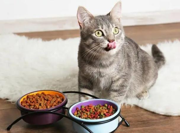 可以给猫吃什么,家里没有猫粮可以给猫吃什么,应该给猫喂什么？