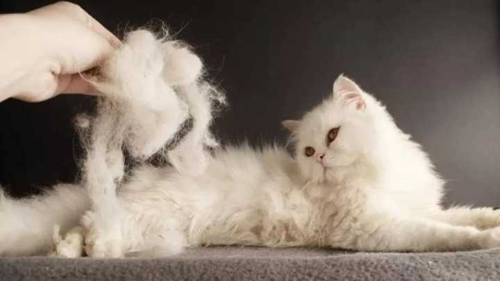 猫什么时候掉毛,猫什么时候掉毛严重,猫掉毛多久能长出来？