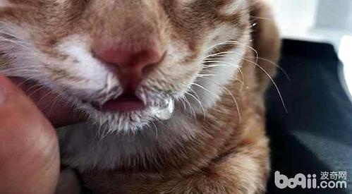 猫咪口水臭,猫咪口水臭是什么原因,为什么我家的猫喜欢喷口水？