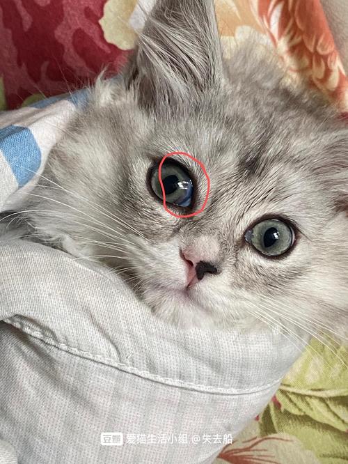 猫咪眼睛白膜,猫咪眼睛白膜遮住了眼睛一半,小猫眼睛长白膜是不是治不好了？