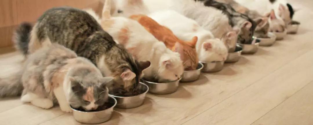 猫咪喂食时间,猫咪喂食时间及分量,猫一般晚上几点进食？