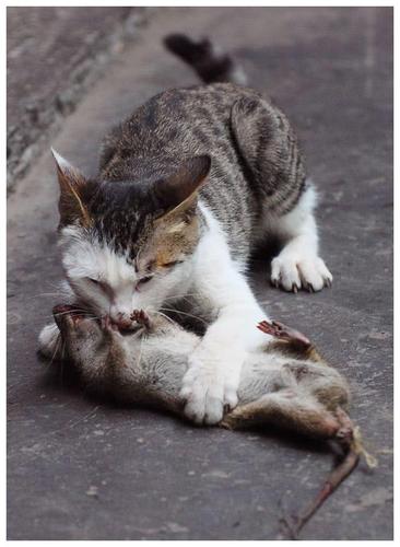 猫咪吃老鼠吗,猫咪吃老鼠吗会中毒吗,猫抓到老鼠了会吃掉吗？