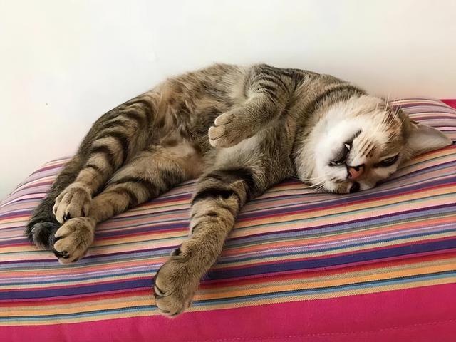 猫咪的睡觉姿势,猫咪的睡觉姿势代表什么,猫咪怀孕为什么喜欢肚皮朝上躺着？
