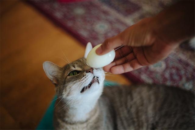 猫咪吃生鸡蛋,猫咪吃生鸡蛋的好处和坏处,猫咪能吃生蛋黄吗？