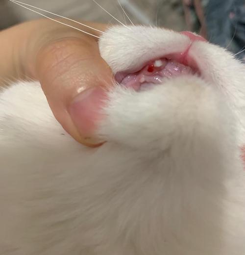猫咪牙齿出血,猫咪牙齿出血什么原因,猫咪门牙掉了怎么办？