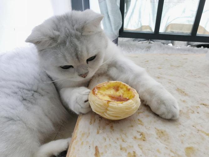 猫什么东西不能吃,猫什么东西不能吃?,猫能吃蛋挞吗？