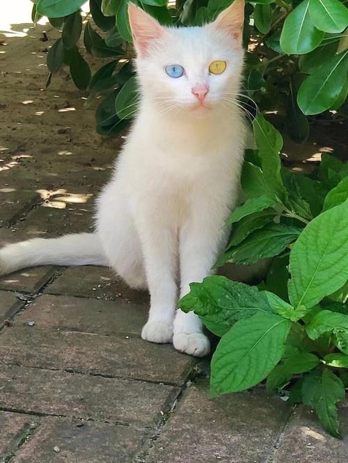 猫的眼睛是什么颜色的,正常猫的眼睛是什么颜色的,猫的眼睛是什么样子？