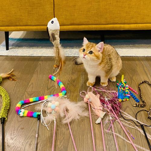 猫咪喜欢的玩具,猫咪喜欢的玩具有哪些,猫喜欢的玩具有哪些？