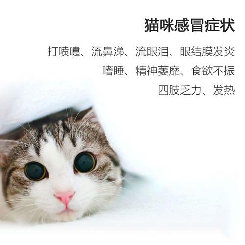 小猫感冒吃什么药,三个月小猫感冒吃什么药,小猫感冒可以吃感冒药吗？