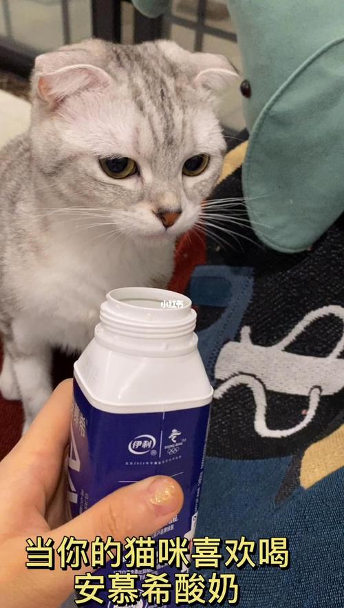 猫咪可以喝酸奶吗,猫咪可以喝酸奶吗安慕希,猫咪可以喝酸奶吗？